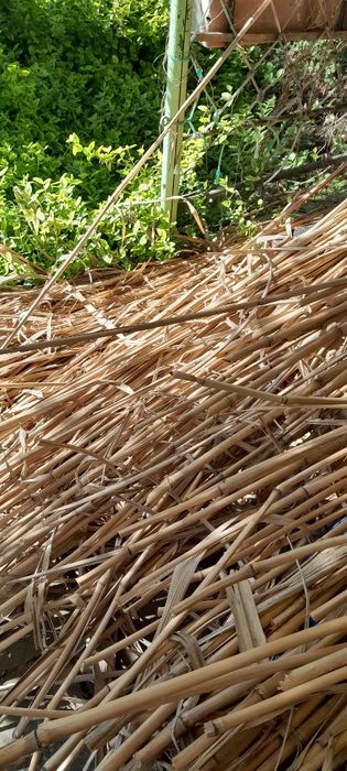 Bambus tyczki duża ilość