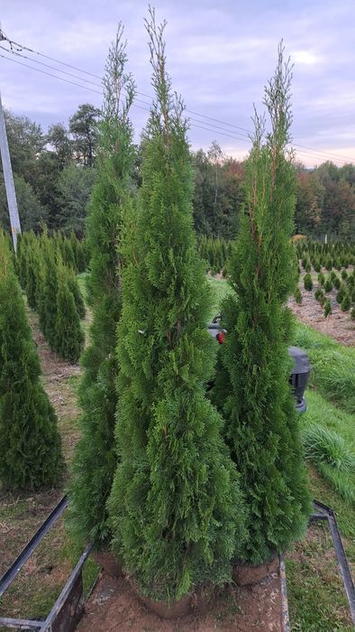 Tuja thuja tuje szmaragd