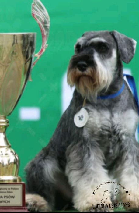 Sznaucer miniaturowy pieprz i sól