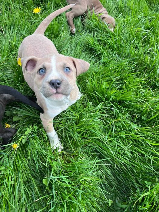 Amstaff amstaff samica