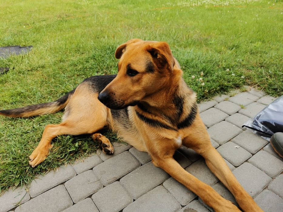 Rico owczarek niemiecki, ogar polski mieszaniec szuka domu