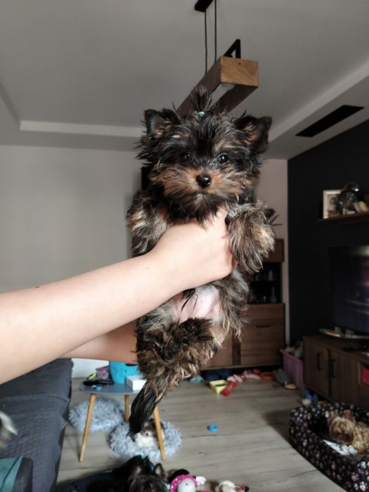 Yorkshire terrier mini sunia