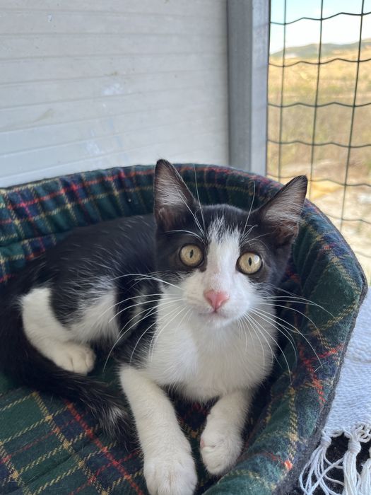 Oreo- Gatinha bebé para Adoção