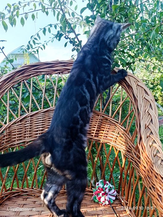 Бенгальский кот серебро чаркоал 1,5 года