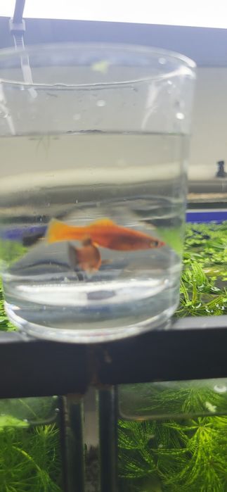 Mieczyki mix odbiór osobisty