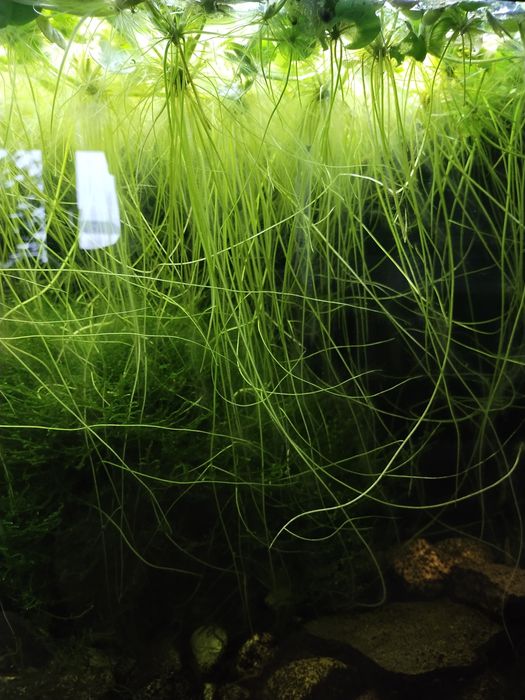 Limnobium gąbczaste, roślina pływająca, pistia