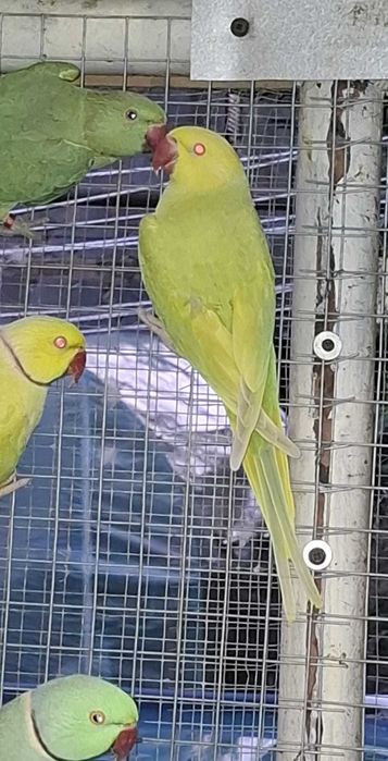 aleksandretty aleksandretta młode 25r zielone zółte niebieskie