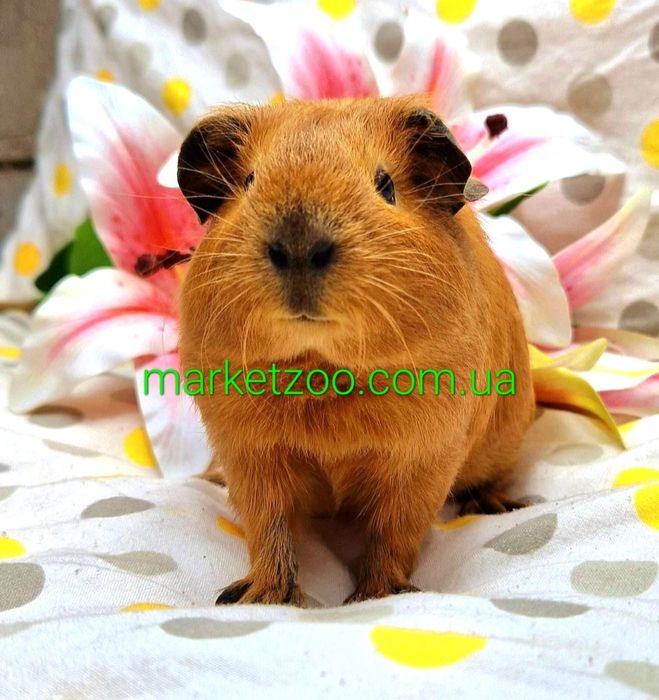 Морська свинка висловуха калiфорнiя,морские свинки рыжая калифорния