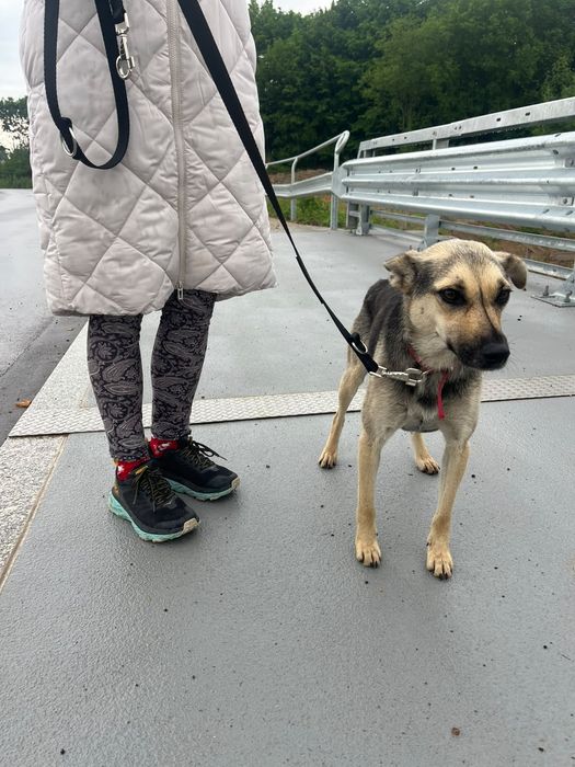 Daisy do adopcji