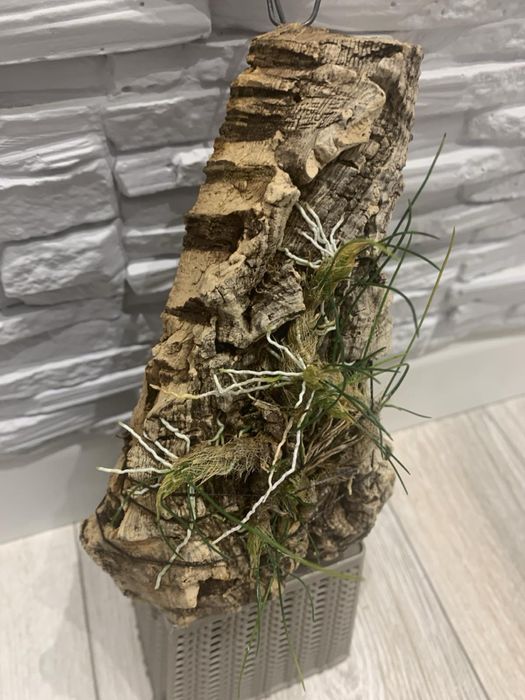 Орхідея Isabelia virginalis громезна доросла