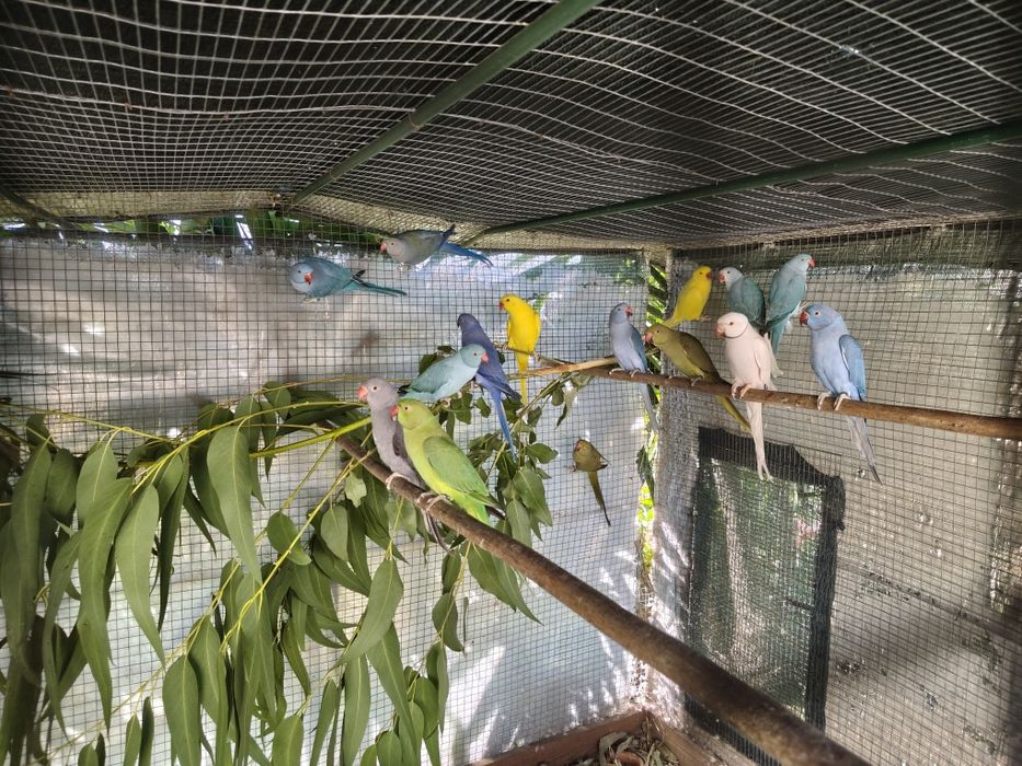 Ringnecks, para cedençia