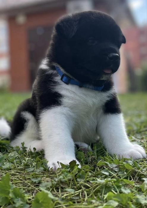 Досвідчений кобель Американська Акіта для вʼязки .