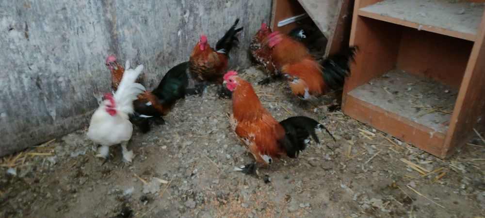 Sprzedam kury i koguty