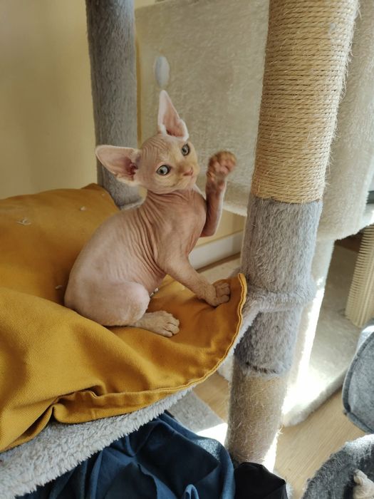 Kremowy kocurek Devon rex