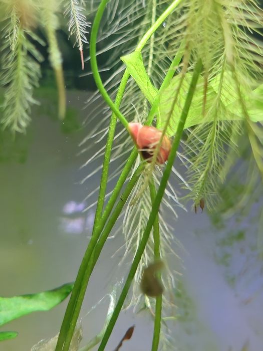 Planorbis  caracol para aquario água doce