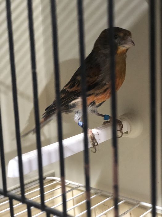 MESTIÇO DE CHAMARIZ F1 SEXO M de  2023