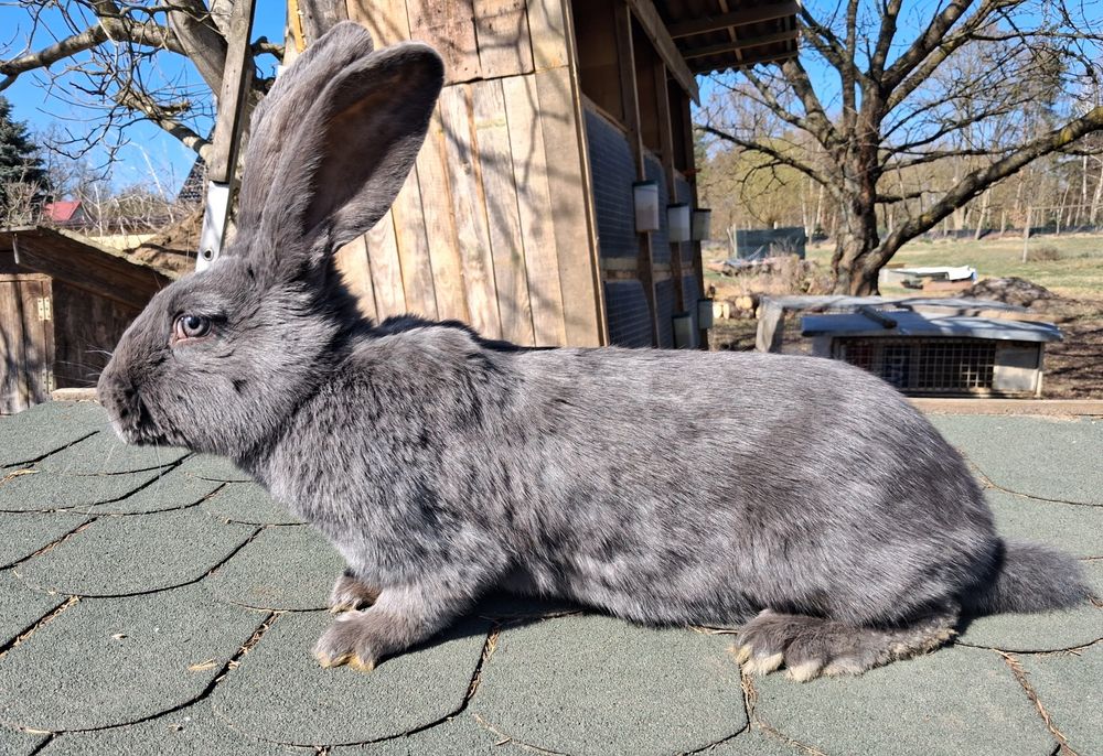 Srokacz niemiecki niebieski