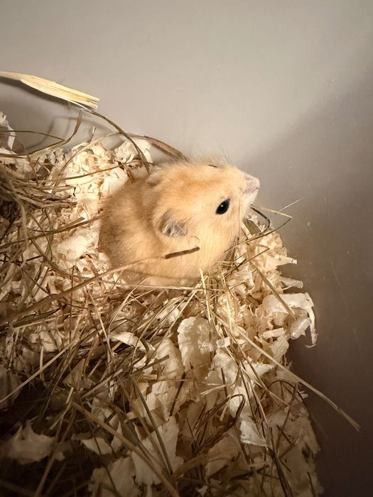 10 tygodniowy dżungarski chomiczek