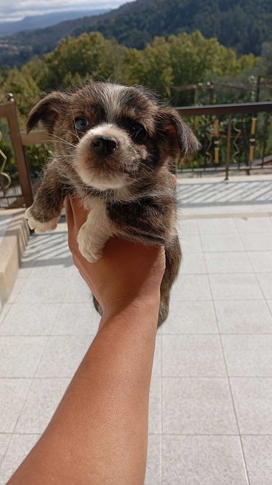 cães filhotes fofos