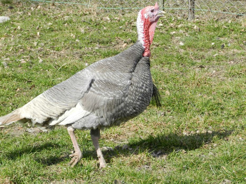 Sprzedam pięknego niebieskiego indora