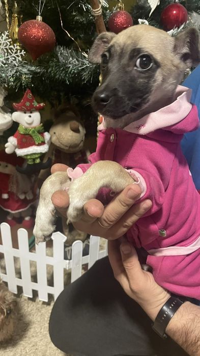 Безкоштовно в добрі руки