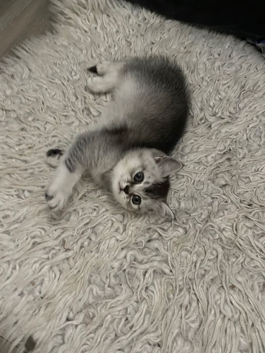 Британські короткошерсті кошенята шукають родину