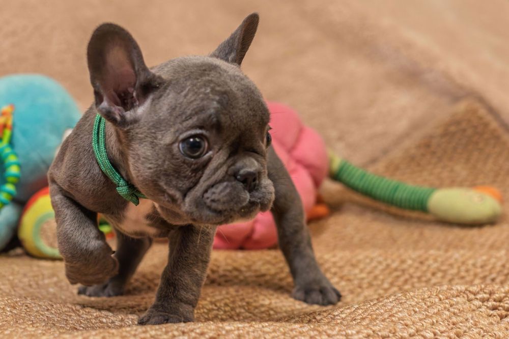 Buldog francuski szczeniak suczka niebieska blue