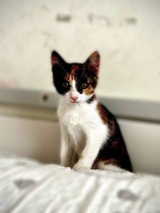 Котенок девочка в добрые руки