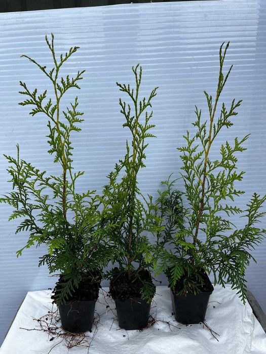 Thuja, Tuja Miriam, Brabant,Smaragd,Morgan