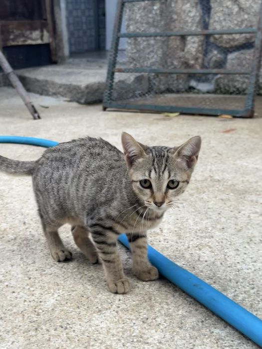 Gatos para adopção