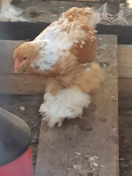 Ovos de Galinhas Puras para encubação