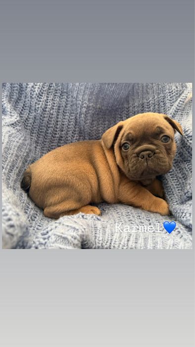 Buldog Francuski – szczenięta hodowlane PUH  Miot  K