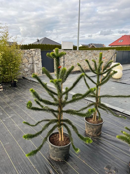 Araukaria Małpie Drzewo 130 cm wysokości
