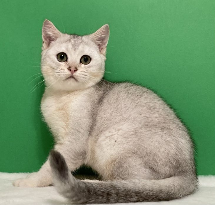 Сріблястий шотландський хлопчик.