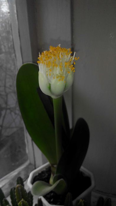 Гемантус білоквітковий