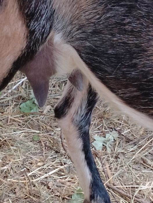 Sprzedam młode kozy z mlekiem likwidacja