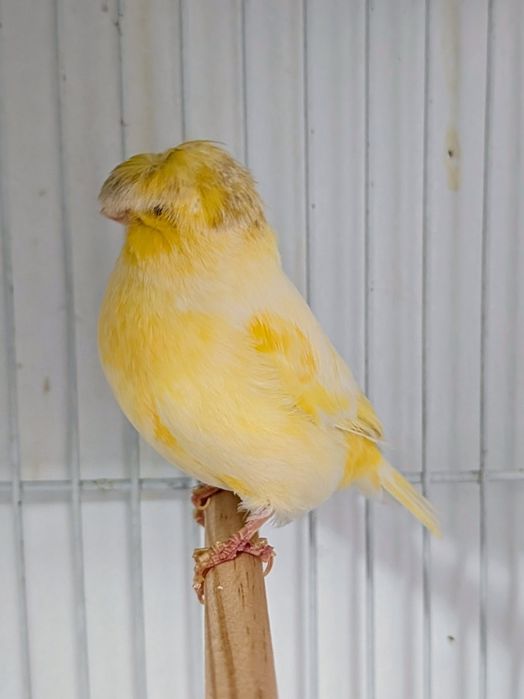 Canários Gloster