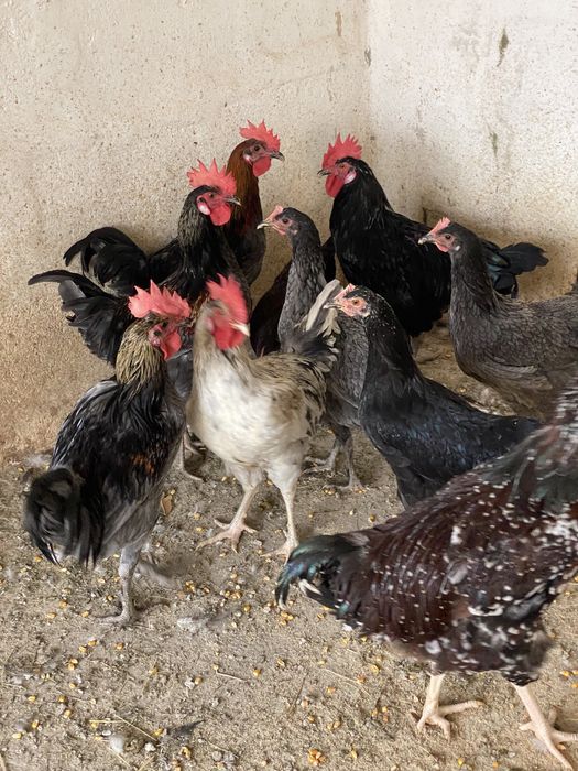 Galinhas boas poedeiras e galos.