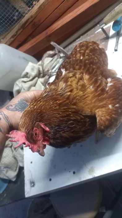 Vendo galinhas a por ovos