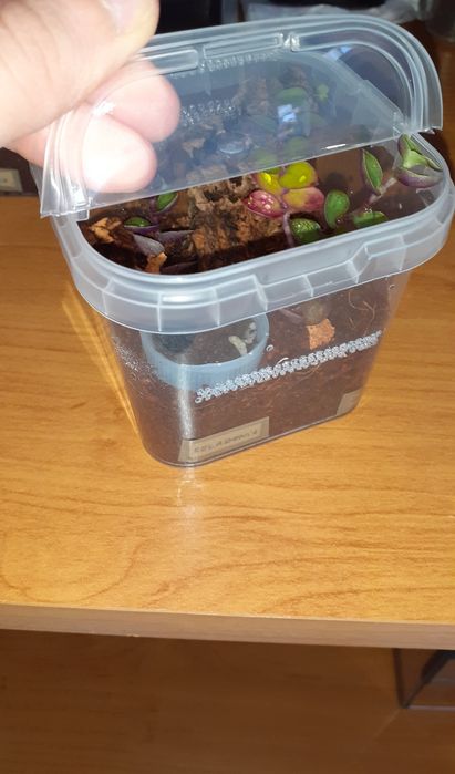 Typhochlaena seladonia L1/2