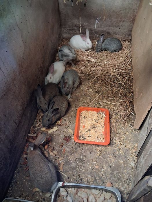 Vendo galos e coelhos