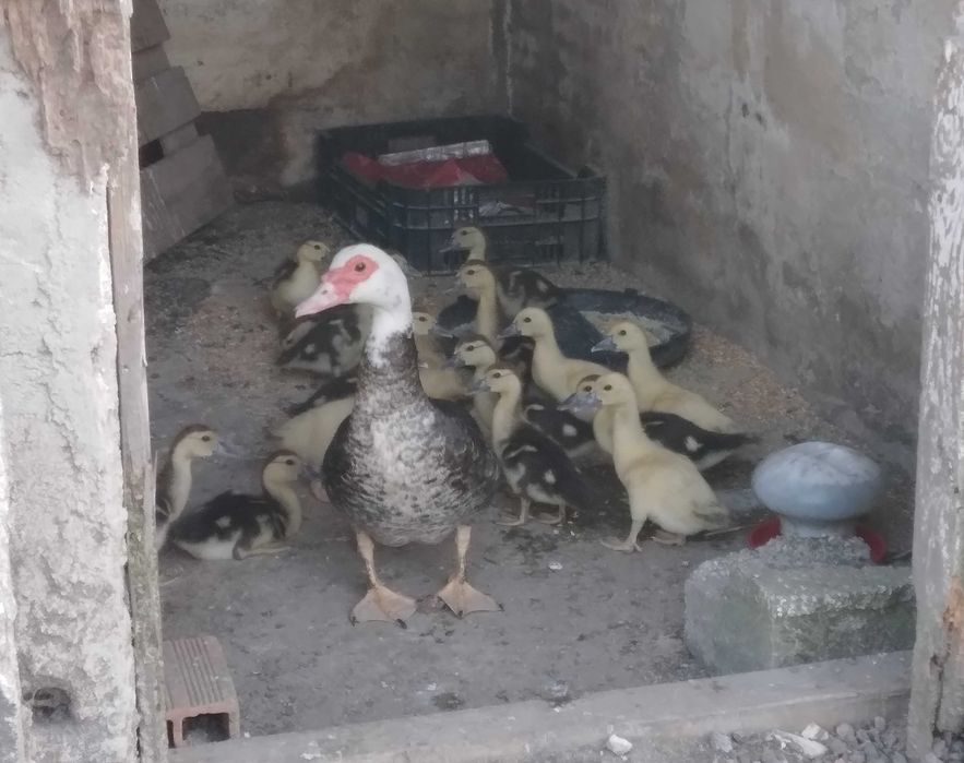 Patos Mudos com 1 mês