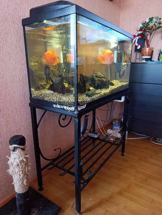 Рибкі хижі риби декоративні риби акваріум стійка для акваріуму