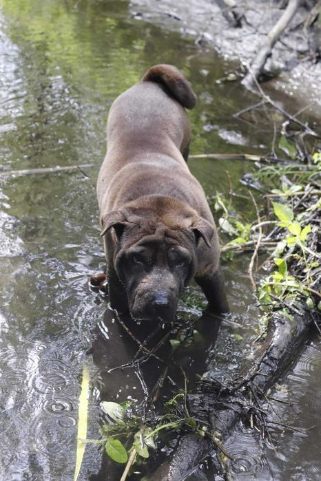 shar-pei suczka szuka domu