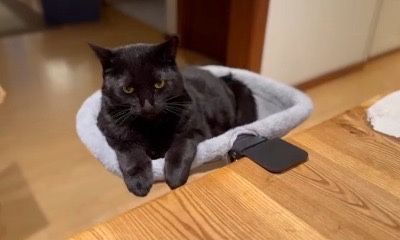 Cama de Mesa para Gatos – Conforto e Praticidade no Seu Espaço