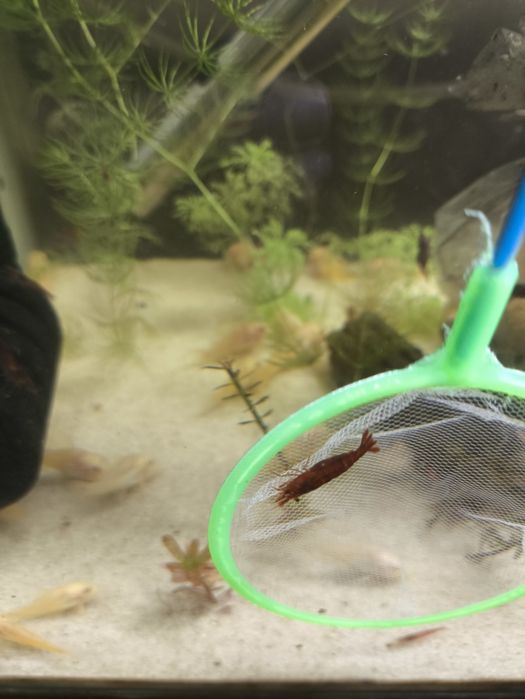 Neocaridina Red davidi