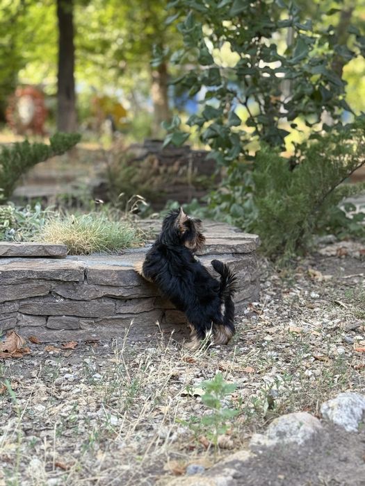 Міні та мілкий стандарт йорки