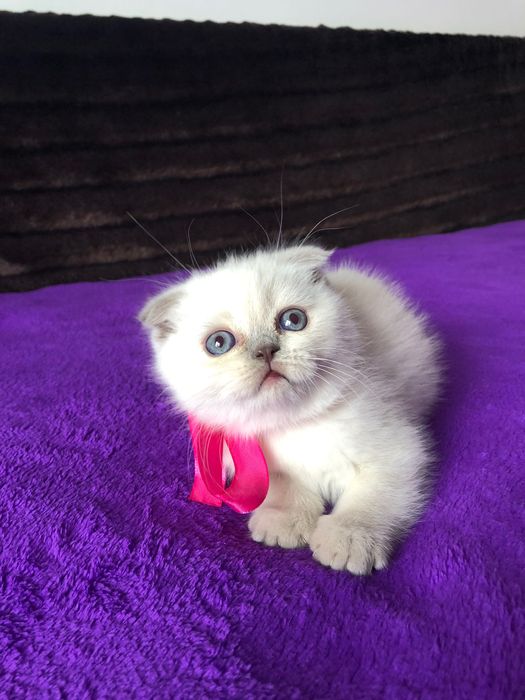 Fêmea Scottish Fold Lilac Point