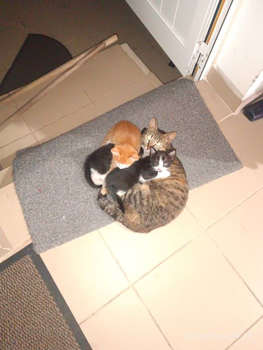 Gatinhos para adopção