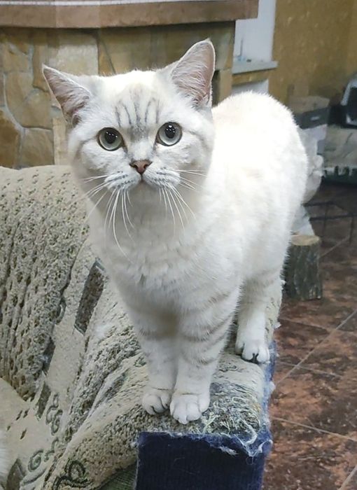 Мальчик шиншилла поинт